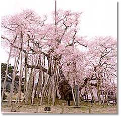 国指定天然記念物　伊佐沢の久保桜 